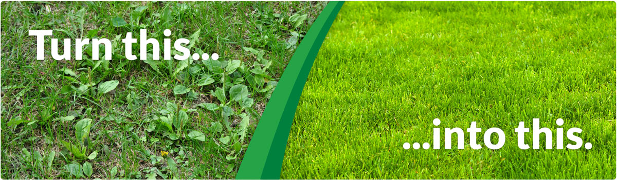 Lawn care weed removal treatment Kent Sittingbourne uk