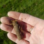 Hollow Tine Aeration